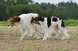 BARZOI 023